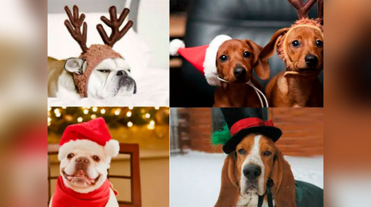 botón Generador estoy de acuerdo con Navidad: Los mejores y más divertidos disfraces navideños para perros y  gatos | Mascotas | El Popular