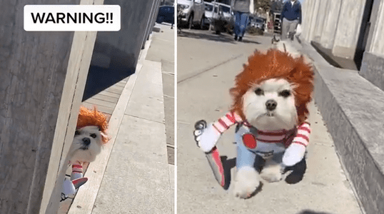 TikTok viral: Perro disfrazado de Chucky mete terror en las calles y se  hace viral en redes sociales | fotos y video | El Popular