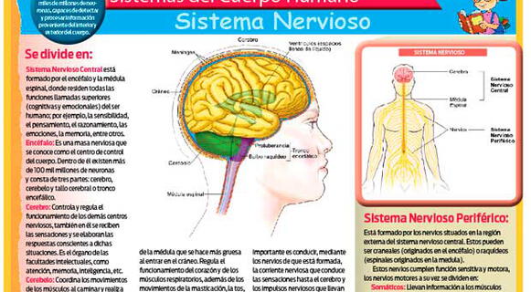 Conoce el Sistema Nervioso Central y Periférico del cuerpo humano