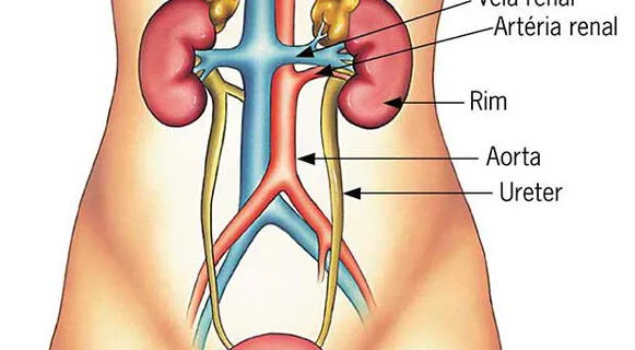 ¿Qué es el sistema urinario y sus funciones en el cuerpo humano?