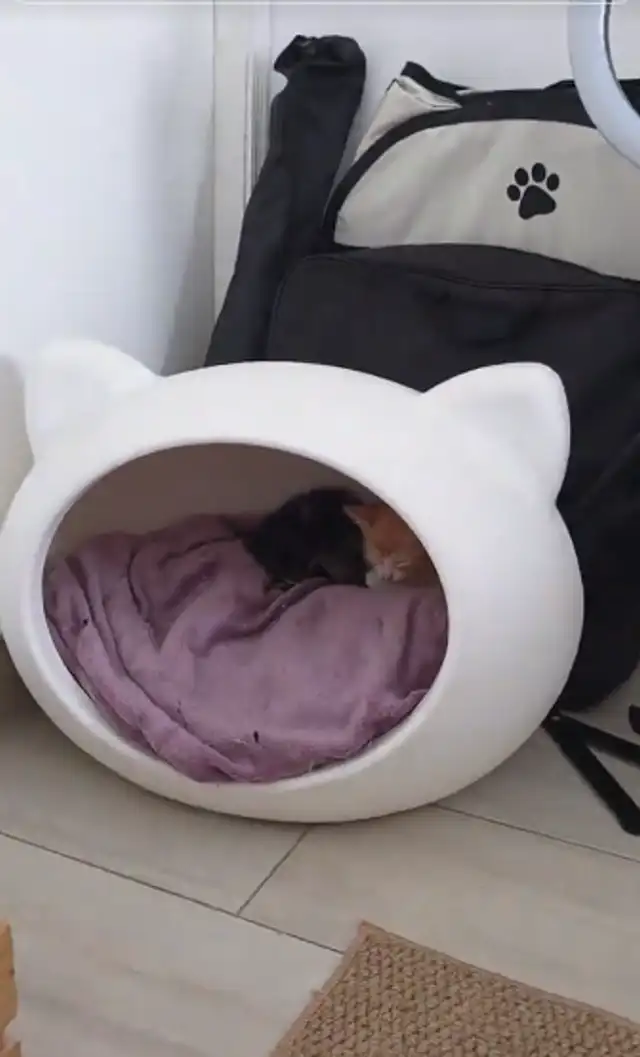 Melania Urbina mostró todo el espacio que designó para los gatitos.