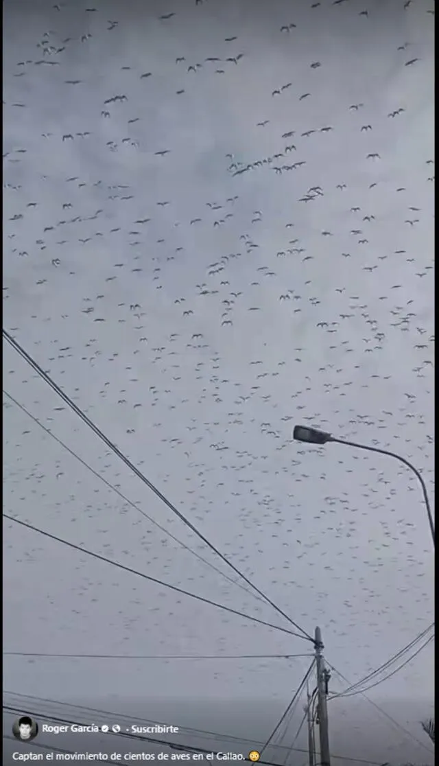 Aves en el cielo del Callao generan asombro.