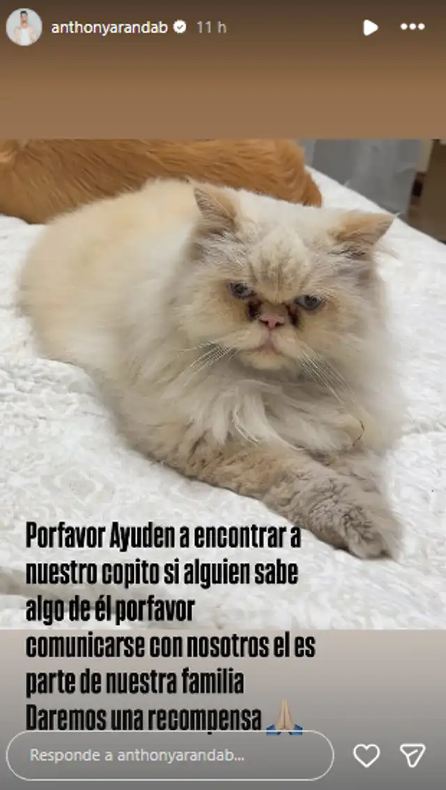 Anthony Aranda busca desesperado a su gatito. Anthony Aranda busca desesperado a su gatito.