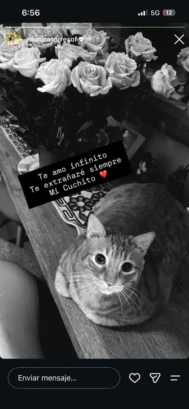 Mónica Torres sufre la muerte de su gatito. Mónica Torres sufre la muerte de su gatito.