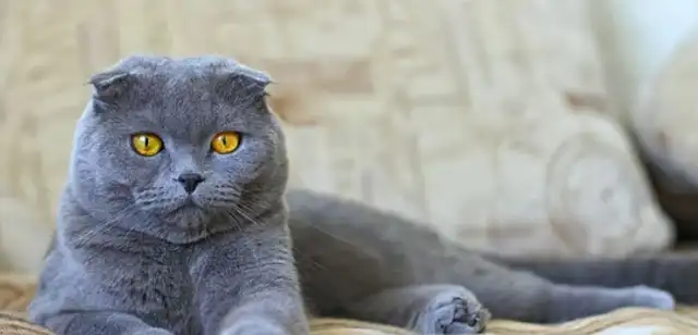 <strong> Scottish Fold es uno de los animales que Países bajos ha prohibido</strong> <strong> Scottish Fold es uno de los animales que Países bajos ha prohibido</strong>