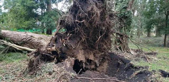 Árbol aplastó a escolar de 13 años en Huancayo