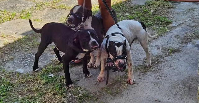 Perros pitbull que atacaron a la mujer de 73 años en Brasil. Foto: G1/Difusión   