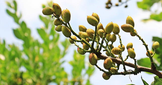 Pistachos, un aliemnto que ayuda a mejorar la visión-