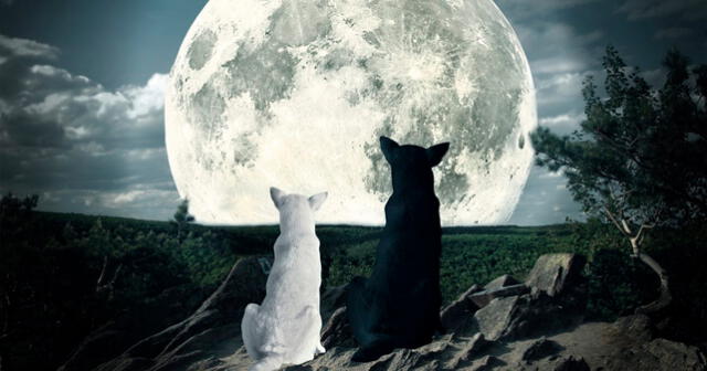  Uno de los grandes misterios es la actitud de los perros en épocas de luna llena.   