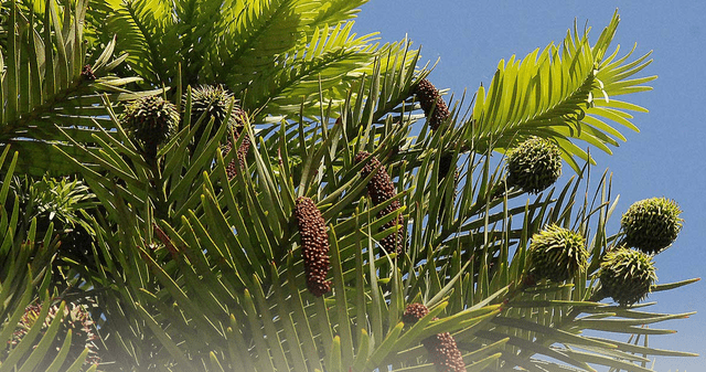 El árbol jurásico que es considerado un tesoro botánico para la ciencia. El árbol jurásico que es considerado un tesoro botánico para la ciencia.