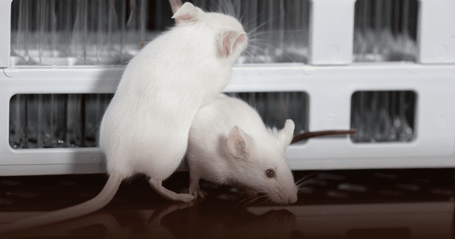 La investigación se realizó en ratones de laboratorio. La investigación se realizó en ratones de laboratorio.