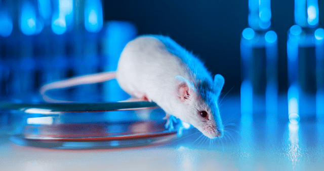 La alimentación prenatal que logró cambiar el sexo biológico en crías de ratones.