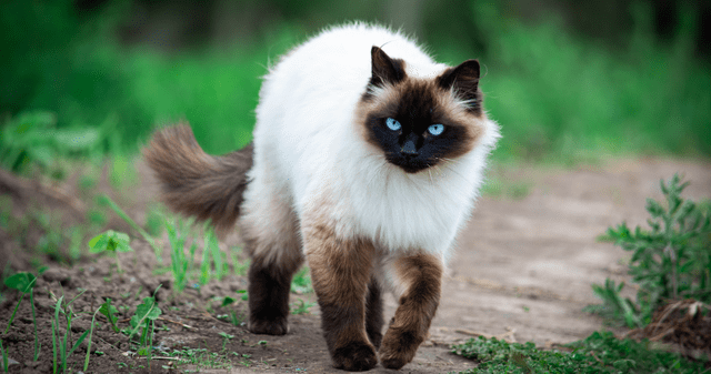 ¿Por qué los gatos no han cambiado su aspecto en millones de años? ¿Por qué los gatos no han cambiado su aspecto en millones de años?