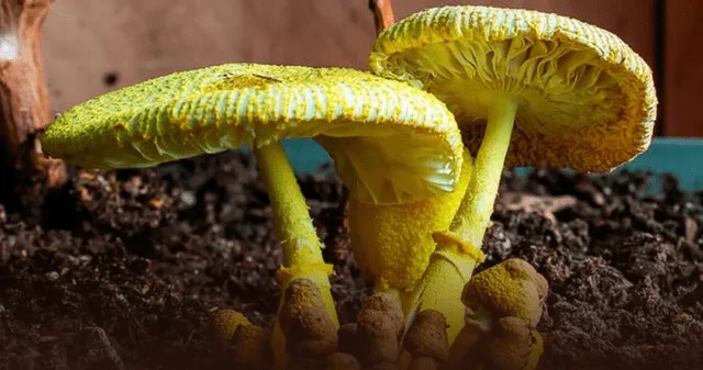 Fusarium oxysporum: el hongo que puede fabricar oro naturalmente. Fusarium oxysporum: el hongo que puede fabricar oro naturalmente.