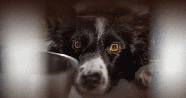 ¿Pueden los perros realmente predecir los sismos? Esto dice la ciencia.