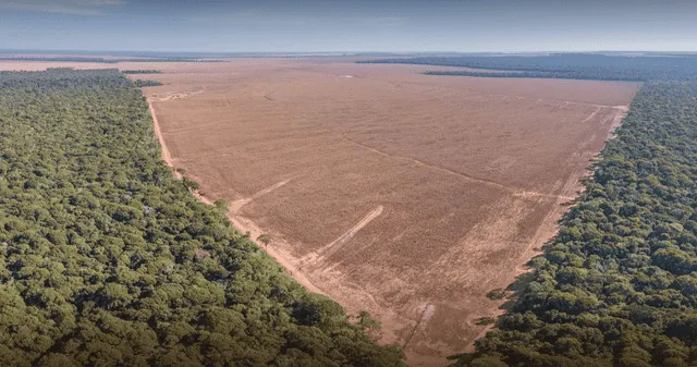 Amazonía peruana pierde bosques que equivalen a 11 veces el tamaño de Lima. Amazonía peruana pierde bosques que equivalen a 11 veces el tamaño de Lima.