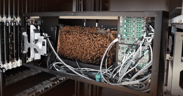 La inteligencia artificial podría evitar la extinción de las abejas, según científicos. La inteligencia artificial podría evitar la extinción de las abejas, según científicos.