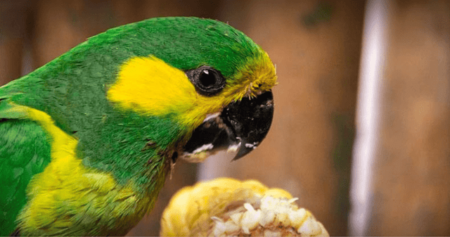 El loro orejiamarillo lucha por sobrevivir entre cultivos y carreteras. El loro orejiamarillo lucha por sobrevivir entre cultivos y carreteras.
