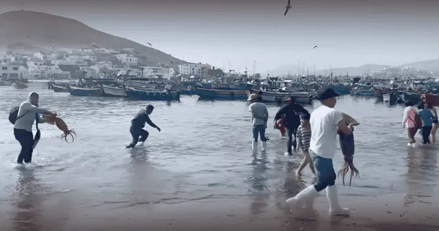 Pota en exceso: la señal de alerta que el mar está enviando y no podemos ignorar. Pota en exceso: la señal de alerta que el mar está enviando y no podemos ignorar.