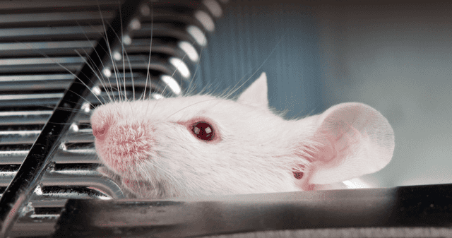 El experimento que lo cambió todo. El experimento que lo cambió todo.