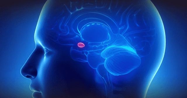 ¿Qué rol cumple la amígdala en la investigación? ¿Qué rol cumple la amígdala en la investigación?