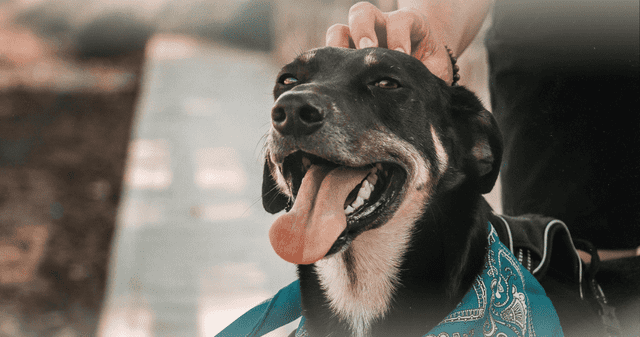 Animales domésticos podrían ser reservorios de infecciones graves. Animales domésticos podrían ser reservorios de infecciones graves.