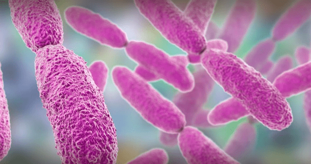 Klebsiella pneumoniae ST307. Klebsiella pneumoniae ST307.