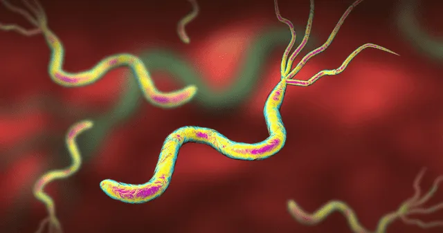 Helicobacter pylori: la peligrosa bacteria asociada al cáncer de estómago. Helicobacter pylori: la peligrosa bacteria asociada al cáncer de estómago.