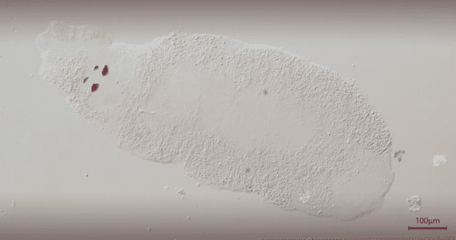 Anacanthorus santaclarae: el parásito que habita en palometas de la Amazonía peruana. Anacanthorus santaclarae: el parásito que habita en palometas de la Amazonía peruana.