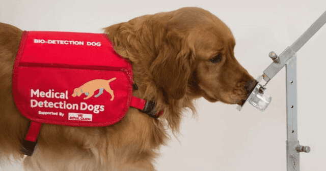 Los perros pueden oler el Parkinson. Los perros pueden oler el Parkinson.