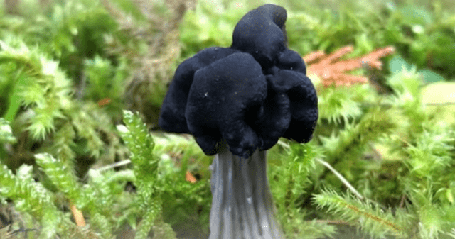 Cladosporium sphaerospermum: el hongo que come radiación.
