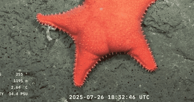 ¿Por qué la estrella presenta aquella formación en su cuerpo? ¿Por qué la estrella presenta aquella formación en su cuerpo?