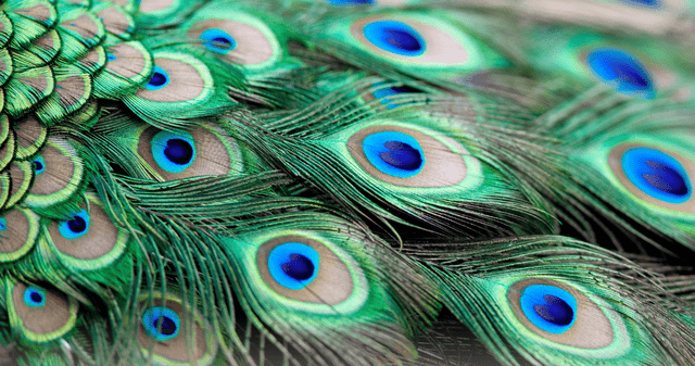 Pavos reales emiten laser: la ciencia detrás de la capacidad de sus plumas. Pavos reales emiten laser: la ciencia detrás de la capacidad de sus plumas.