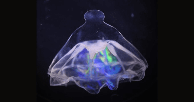 Botrynema brucei ellinorae: la medusa abismal que no cruza frontera oceánica.