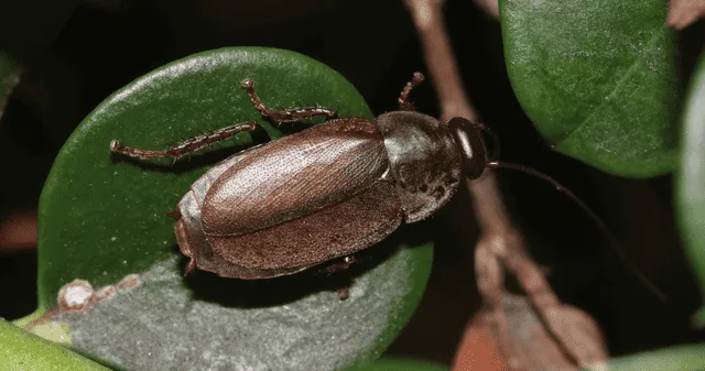 Diploptera punctata: la cucaracha que produce leche apta para consumo humano.
