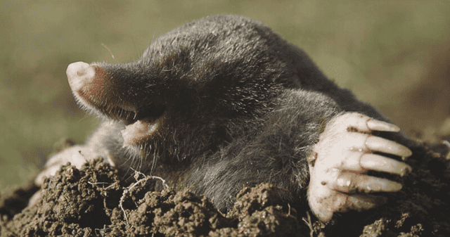 ¿A qué grupo de topos pertenece el ¿A qué grupo de topos pertenece el