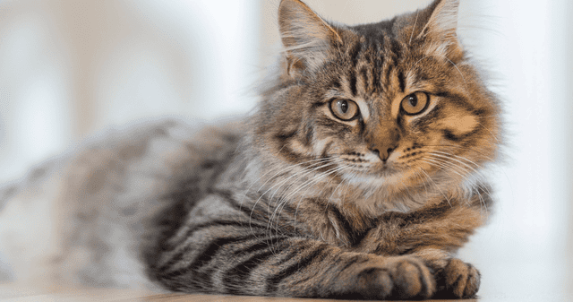 Gatos podrían ser la clave para vencer el Alzheimer.