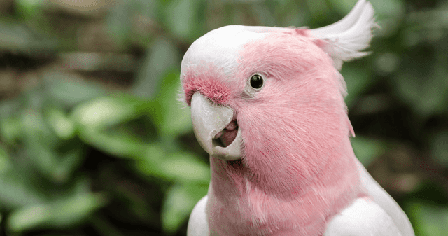 ¿Qué factores generan el cambio de sexo en aves silvestres?