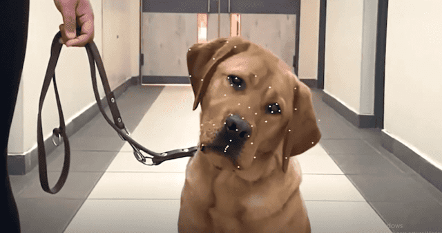 ¿Se realizarán más pruebas en otros animales? Esto dice el estudio. ¿Se realizarán más pruebas en otros animales? Esto dice el estudio.