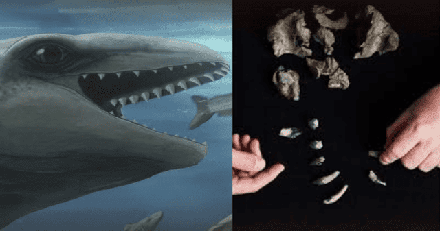 Fanjucetus dullardi: la ballena con dientes de depredador que asombra a la ciencia.