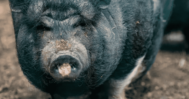 ¿Qué origina el color azulado en los cerdos salvajes?