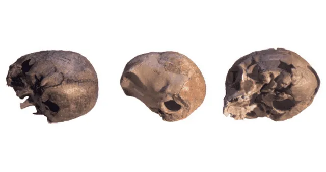 ¿Qué características presentaba el fósil híbrido?