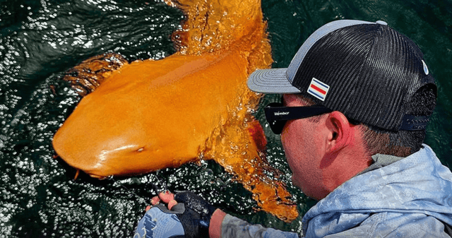 ¿Qué origina el color naranja del tiburón? La ciencia responde.