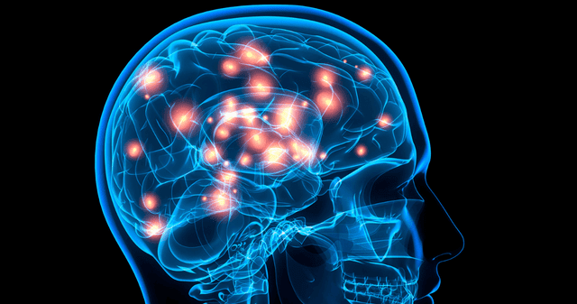 ¿Qué es la ecolocalización? Científicos responden cómo funciona.