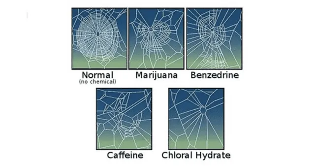 ¿Cómo afectaron las sustancias tóxicas a la construcción de telarañas?