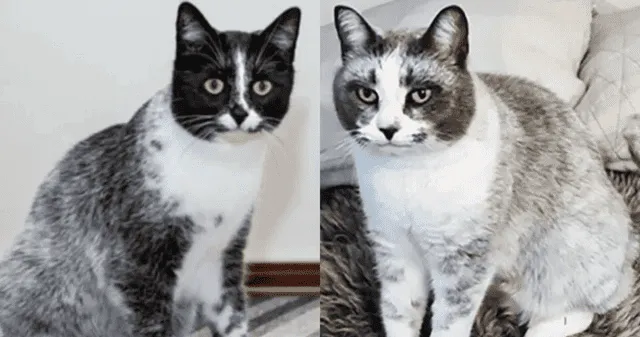 Gato salmiak: el insólito hallazgo que desafía a la ciencia.