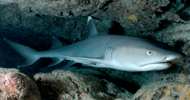 ¿Por qué los tiburones están perdiendo sus dientes?