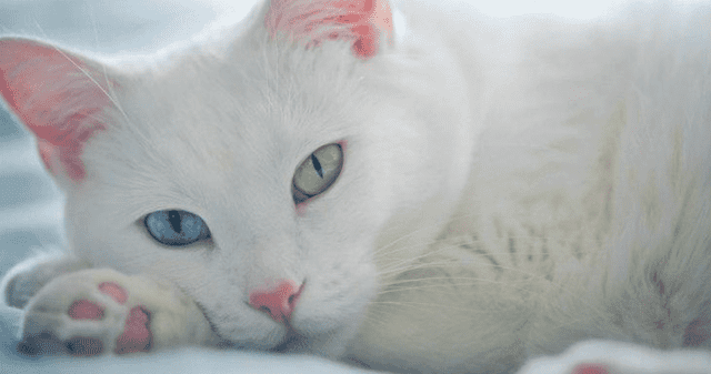 ¿A qué se debe la tonalidad diferente en cada ojo?