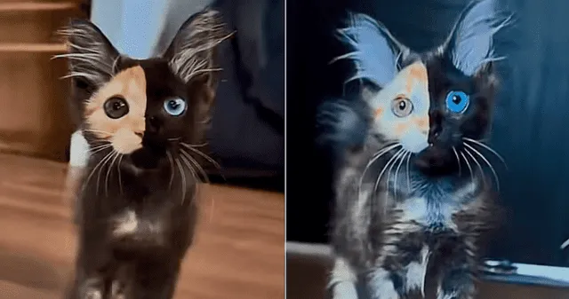 ¿Qué es el quimerismo felino?