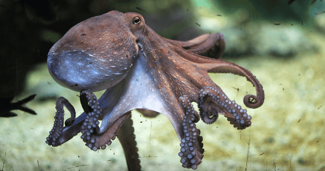 ¿Es posible el desarrollo de vida inteligente bajo las profundidades oceánicas?